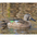 Male, eclipse plumage. Male, eclipse plumage.