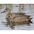 Female. Note: pale face at base of large dark bill and dark eye line. Female. Note: pale face at base of large dark bill and dark eye line.