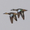 Pair in flight (female leading) Pair in flight (female leading)
