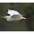 Nonbreeding adult. Note: black legs. Nonbreeding adult. Note: black legs.