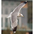Adult nonbreeding. Note: dark brown streaking on back of head/neck. Adult nonbreeding. Note: dark brown streaking on back of head/neck.