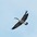 Adult in flight Adult in flight