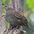 Female with chick. Female with chick.