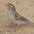 Adult nonbreeding. Note: buffy wash to flanks and back. Adult nonbreeding. Note: buffy wash to flanks and back.