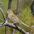 Adult nonbreeding. Note: buffy supercilium, gray collar, and median crown stripe. Adult nonbreeding. Note: buffy supercilium, gray collar, and median crown stripe.