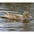 Female. Note: heavy Northern Shoveler like bill. Female. Note: heavy Northern Shoveler like bill.