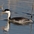 Breeding adult. Note: white above eye, yellow bill and pale flanks. Breeding adult. Note: white above eye, yellow bill and pale flanks.