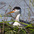 Breeding adult on nest made of floating vegetation. Breeding adult on nest made of floating vegetation.