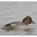 Female. Note: large, darker bill and relatively sloping forehead. Female. Note: large, darker bill and relatively sloping forehead.