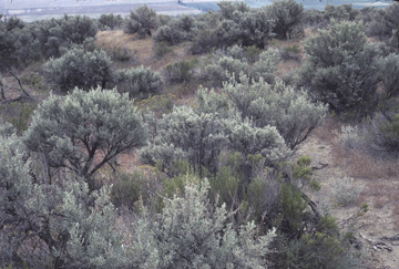 Columbia Basin Ecoregion scene Columbia Basin Ecoregion scene