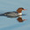 Female. Note: white chin patch. Female. Note: white chin patch.