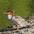 Female. Note: contrasting red head with gray body and white patch on throat. Female. Note: contrasting red head with gray body and white patch on throat.