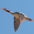 Female in flight. Female in flight.