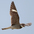 Male in flight. Note: white band on tail. Male in flight. Note: white band on tail.