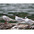 Adults (left to right) in breeding, molting, and winter plumages. Adults (left to right) in breeding, molting, and winter plumages.