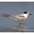 Adult nonbreeding. Note: dark carpal bar and nape. Adult nonbreeding. Note: dark carpal bar and nape.