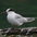 Adult molting into winter plumage. Adult molting into winter plumage.