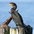 Nonbreeding adult, perched Nonbreeding adult, perched