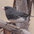 Male Slate-colored race Male Slate-colored race