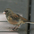 Juvenile Juvenile