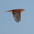 Male in flight. Male in flight.