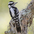 Female. Note: lacks red nape of male. Female. Note: lacks red nape of male.