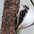 Short bill, black marks on white outer tail feathers. Male. Note: red on hindcrown. Short bill, black marks on white outer tail feathers. Male. Note: red on hindcrown.
