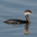 Adult nonbreeding; paler winter variation. Adult nonbreeding; paler winter variation.