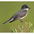 Note: dark gray back, black head, and white throat. Note: dark gray back, black head, and white throat.