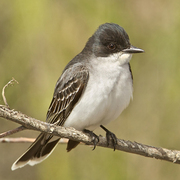 Note: dark head, white throat/breast/belly, and white-tipped tail. Note: dark head, white throat/breast/belly, and white-tipped tail.