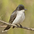 Note: dark head, white throat/breast/belly, and white-tipped tail. Note: dark head, white throat/breast/belly, and white-tipped tail.