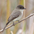 Note: dark head and smudgy sides of breast (appears more  Note: dark head and smudgy sides of breast (appears more