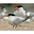 Adult breeding with Caspian Tern in background Adult breeding with Caspian Tern in background