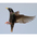 Breeding plumage in flight. Breeding plumage in flight.