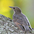Juvenile. Note: drab brown overall and black bill. Juvenile. Note: drab brown overall and black bill.