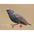 Nonbreeding plumage. Note: white spots. Nonbreeding plumage. Note: white spots.