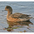 Female. Note: evely reddish head and breast. Female. Note: evely reddish head and breast.