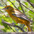 Female Female
