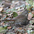 Slate-colored race. Note: grayish wing, back and hood, dark triangular spotting on breast, and pale bill. Slate-colored race. Note: grayish wing, back and hood, dark triangular spotting on breast, and pale bill.