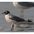 Adult breeding Adult breeding