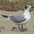 Adult nonbreeding Adult nonbreeding