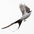 In flight. Note: long forked tail, and white underwing coverts In flight. Note: long forked tail, and white underwing coverts