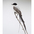 Adult. Note: dark head, white breast, and long forked black tail. Adult. Note: dark head, white breast, and long forked black tail.