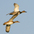 Pair in flight (male leading). Pair in flight (male leading).