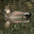 Male. Note: puffy head and black rear. Male. Note: puffy head and black rear.
