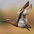 Male in flight Male in flight