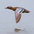 Male in flight Male in flight