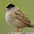 Adult breeding plumage. Note: thick black cap with gold and white median crown stripe Adult breeding plumage. Note: thick black cap with gold and white median crown stripe
