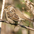 1st winter. Note: gray bill and yellowish forecrown. 1st winter. Note: gray bill and yellowish forecrown.