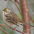 Adult winter plumage. Note: limited yellow coloration on forecrown. Adult winter plumage. Note: limited yellow coloration on forecrown.